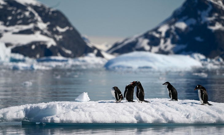 FILES-ANTARCTICA-SCIENCE-AVIAN-INFLUENZA-PENGUINS