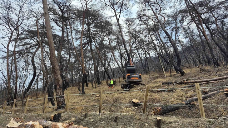 의성군, 고운사 산불피해 위험목 제거