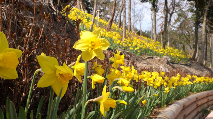 진도군, 산림욕장 내 생태탐방로에 '봄을 알리는 꽃 만개'