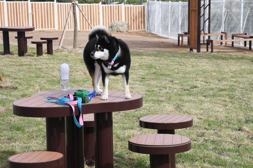 시흥시 한울공원 내 반려견 놀이터