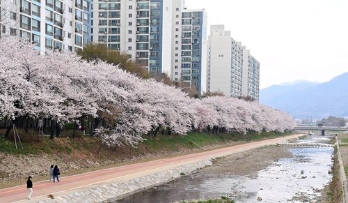 하남시 도심 봄꽃 풍광