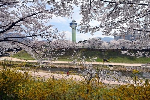 하남시 도심 봄꽃 풍광