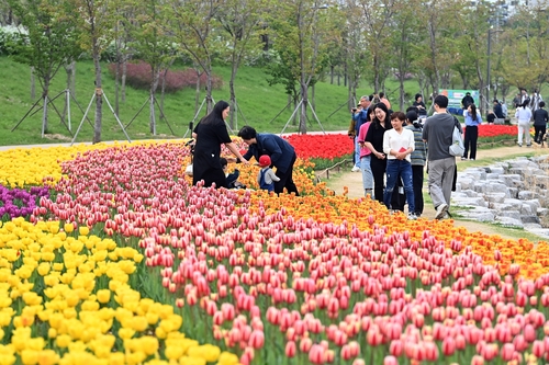 하남시 도심 봄꽃 풍광