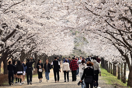 하남시 도심 봄꽃 풍광