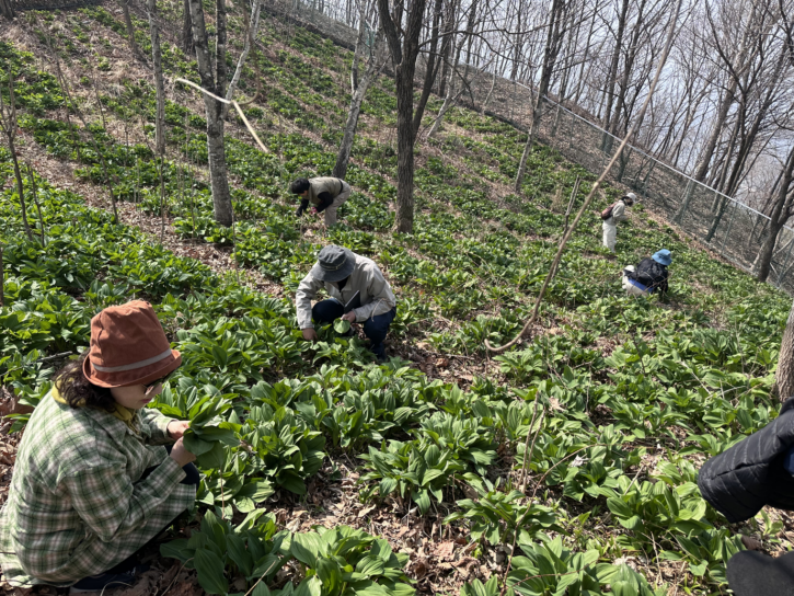 명이나물 힐링여행