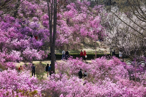 부천시 원미산 진달래동산