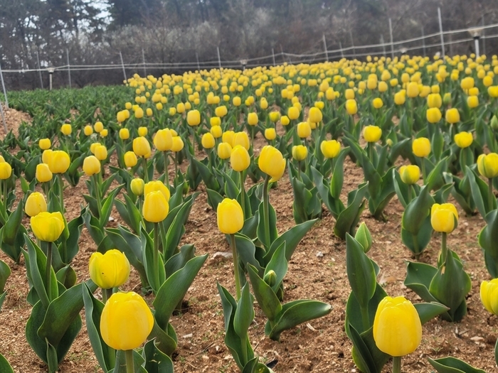 익산 신흥공원에 찾아온 봄...지난해 11월 식재한 튤립 개화