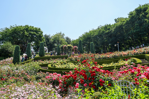 부천시 백만송이장미원