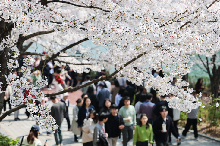 2일 서울 송파구 석촌호수에 벚꽃이 만개해 있다. 사진= 연합뉴스