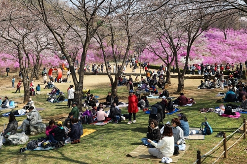 부천시 원미산 진달래동산