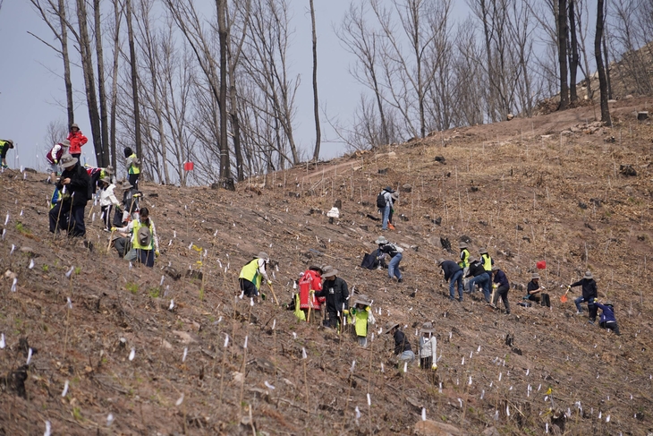 산림청, 안동 산불 피해지서 '제2의 산림녹화' 선언