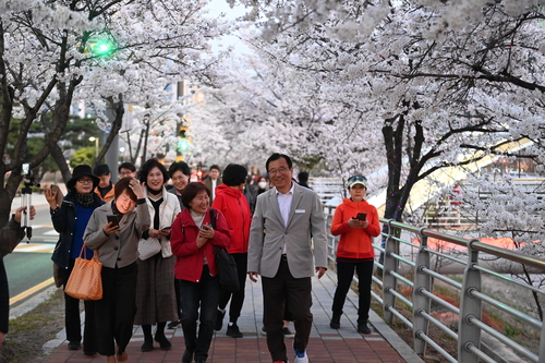 하남시 도심 낮에는 '분홍빛', 밤에는 '조명빛' 물결