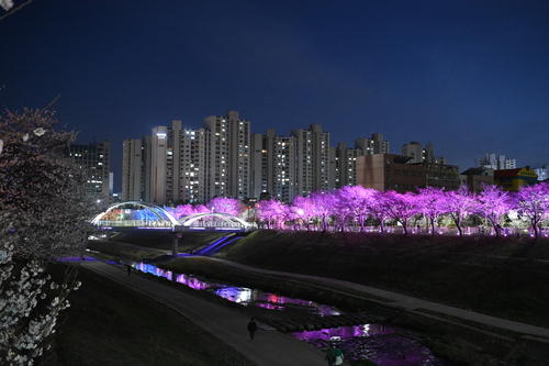 하남시 도심 낮에는 '분홍빛', 밤에는 '조명빛' 물결