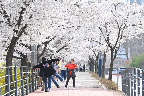 하남시 도심 낮에는 '분홍빛', 밤에는 '조명빛' 물결