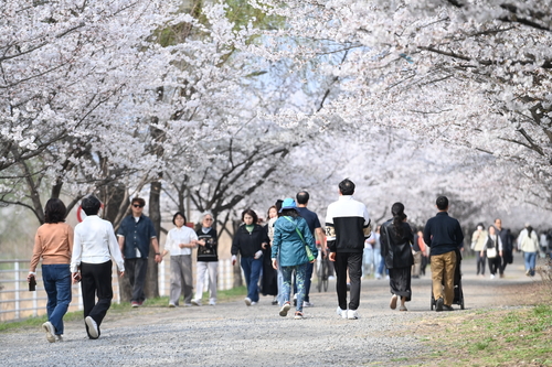 하남시 도심 낮에는 '분홍빛', 밤에는 '조명빛' 물결