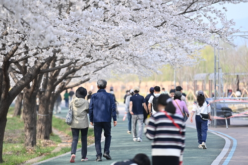 하남시 도심 낮에는 '분홍빛', 밤에는 '조명빛' 물결