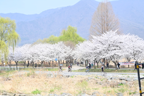 하남시 도심 낮에는 '분홍빛', 밤에는 '조명빛' 물결