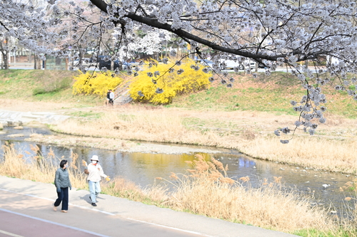 하남시 도심 낮에는 '분홍빛', 밤에는 '조명빛' 물결