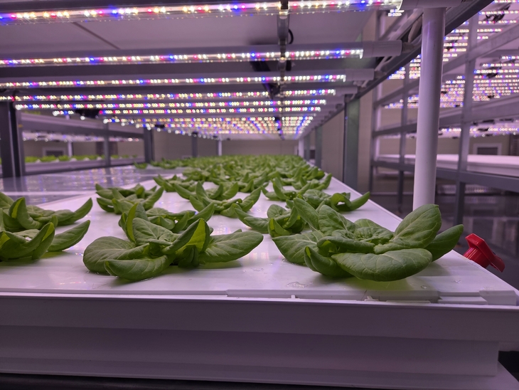 박봉담 스마트팜 버터헤드