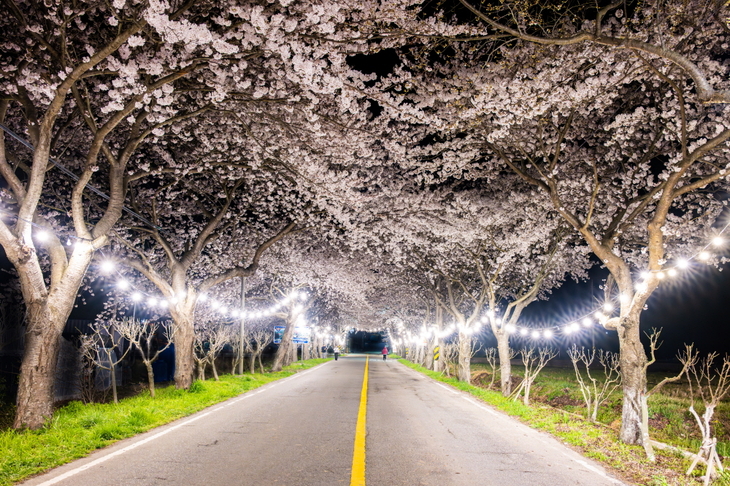 진도 운림산방, 야간 벚꽃 터널로 '낭만 더한다'