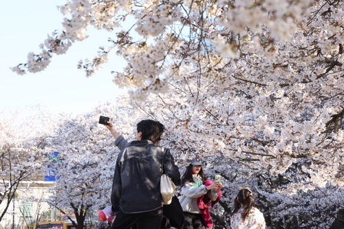 의왕시청 앞  벚꽃 만개