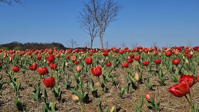 '튤립의 향연'…익산 용안생태습지, 봄으로 물든다