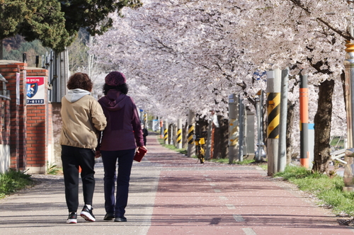 의왕시 학의천변 벚꽃 만개
