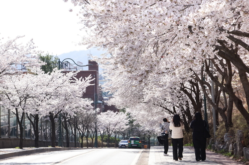 의왕시 문화예술로 벚꽃 만개