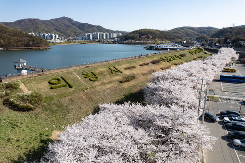 의왕시 백운호수 생태탐방로 벚꽃 만개
