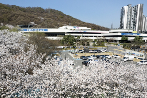 의왕시청 앞  벚꽃 만개