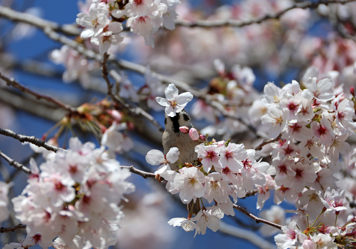 참새의 달콤한 봄