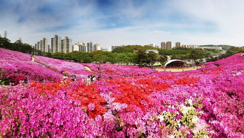 군포시 군포철쭉동산