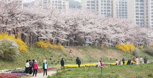 안양시 충훈벚꽃길