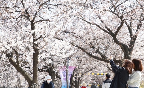 안양시 충훈벚꽃길