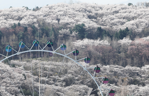 경기도 용인시 에버랜드 하늘정원길에 바라본 호암미술관 주변 산에 벚꽃이 만개해 있다