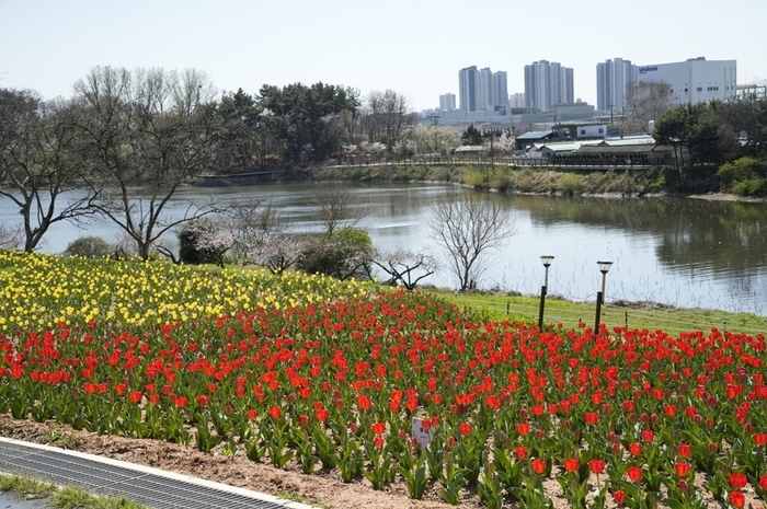 익산 신흥공원 '튤립' 활짝…“봄나들이 가요