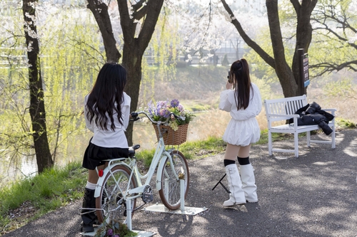 김포시-김포문화재단 11~12일 2026년 김포벚꽃축제 개최