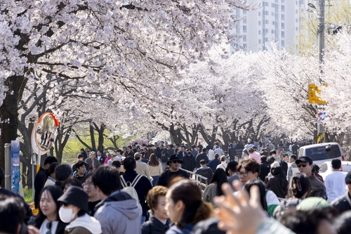 김포시-김포문화재단 11~12일 2026년 김포벚꽃축제 개최