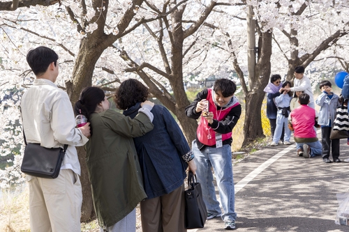 김포시-김포문화재단 11~12일 2026년 김포벚꽃축제 개최