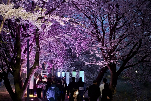 김포시-김포문화재단 11~12일 2026년 김포벚꽃축제 개최