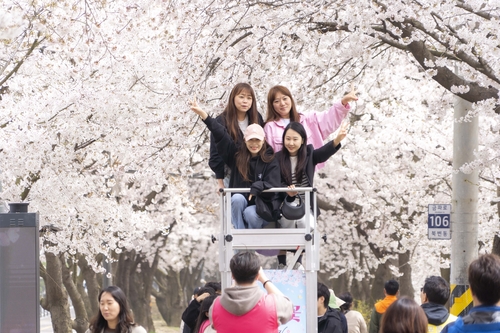 김포시-김포문화재단 11~12일 2026년 김포벚꽃축제 개최