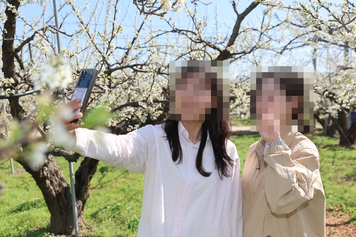 의성군, 자두꽃 만개