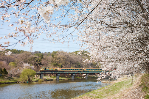 양주시 장흥 매내미 벚꽃길