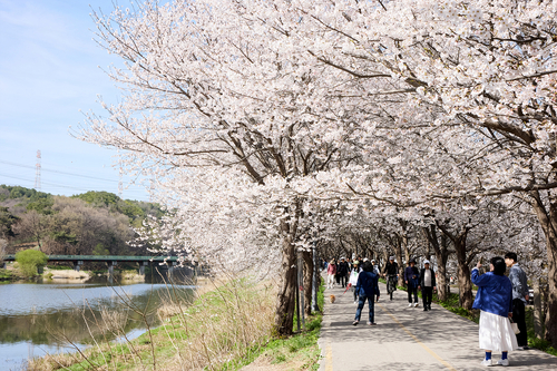 양주시 장흥 매내미 벚꽃길