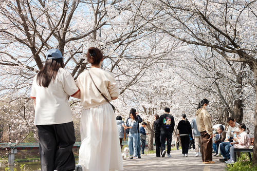 양주시 장흥 매내미 벚꽃길