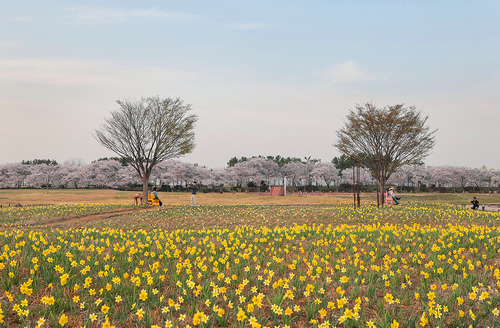 4월 16일 시흥 갯골생태공원