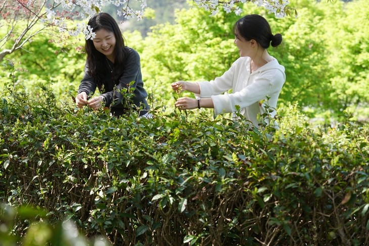 해남군, 초의선사 두륜산 녹차 만들러 오세요