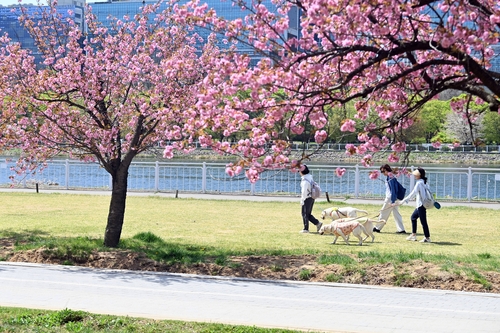 봄날 수놓은 '하남의 로맨스'