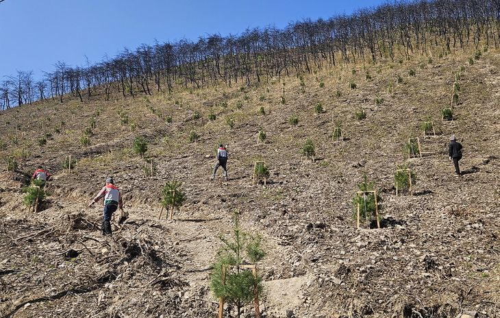 안동시, 산불 피해지 복구와 미래 산림자원 조성 병행