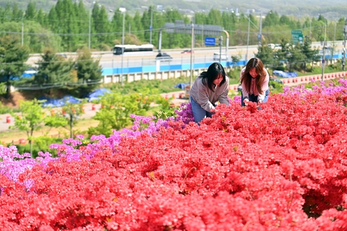 하남시 철쭉동산